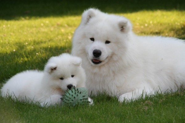 Samoyed 001